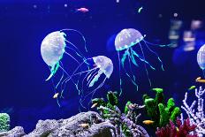 Beautiful Jellyfish, Medusa in the Neon Light with the Fishes. Aquarium with Blue Jellyfish and Lot-Dezay-Photographic Print