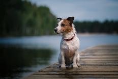 The Dog in the Water, Swim, Splash-dezi-Framed Photographic Print