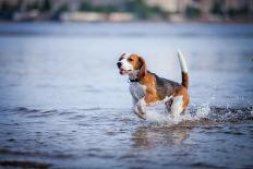 The Dog in the Water, Swim, Splash-dezi-Framed Photographic Print