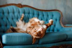 The Dog Lies on the Blue Couch. the Pet is Resting. Nova Scotia Duck Tolling Retriever, Toller-Dezy-Photographic Print