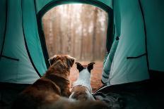 Two Dogs in a Tent in the Forest. Travel with the Pet. Nova Scotia Duck Tolling Retriever and a Jac-Dezy-Photographic Print