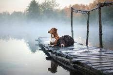 Two Dogs on the Lake in the Morning in the Fog. Animals Breed Nova Scotia Duck Tolling Retriever, T-Dezy-Photographic Print