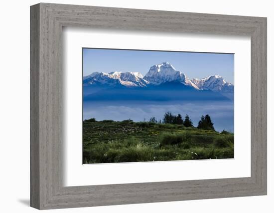 Dhaulagiri, an 8000 Meter Peak in the Morning Sun, Poon Hill, Annapurna Circuit, Ghorepani, Nepal-Dan Holz-Framed Photographic Print