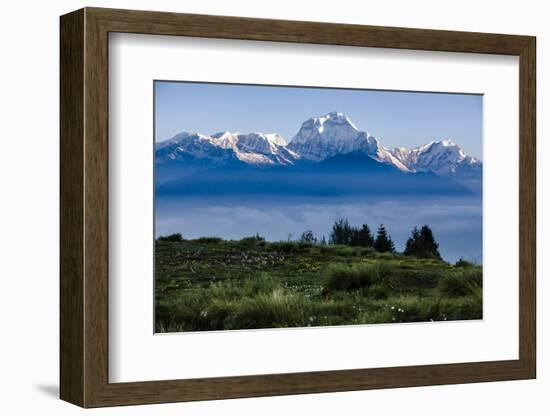 Dhaulagiri, an 8000 Meter Peak in the Morning Sun, Poon Hill, Annapurna Circuit, Ghorepani, Nepal-Dan Holz-Framed Photographic Print