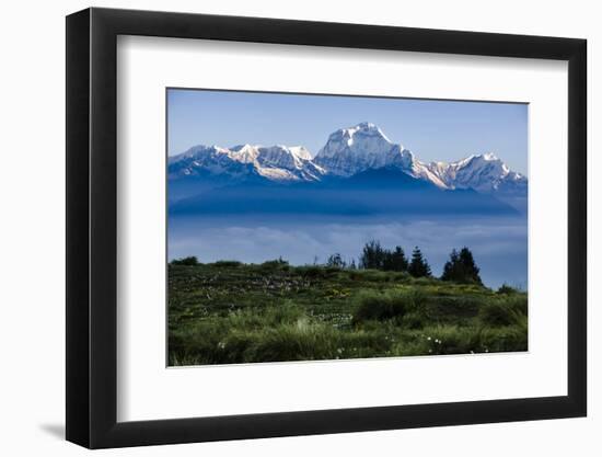 Dhaulagiri, an 8000 Meter Peak in the Morning Sun, Poon Hill, Annapurna Circuit, Ghorepani, Nepal-Dan Holz-Framed Photographic Print