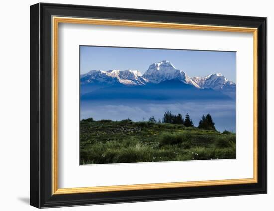 Dhaulagiri, an 8000 Meter Peak in the Morning Sun, Poon Hill, Annapurna Circuit, Ghorepani, Nepal-Dan Holz-Framed Photographic Print