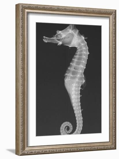 Dhiho’S Seahorse-Sandra J. Raredon-Framed Art Print