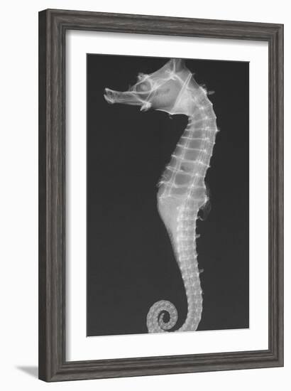 Dhiho’S Seahorse-Sandra J. Raredon-Framed Art Print