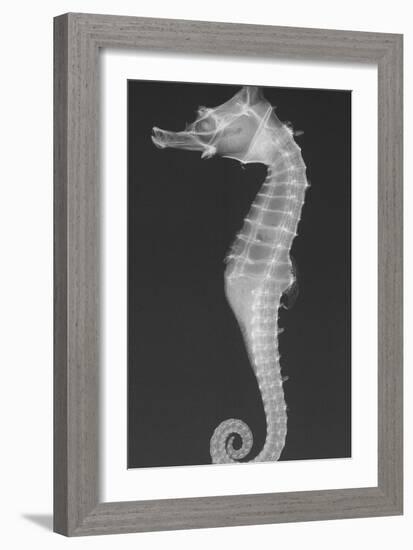 Dhiho’S Seahorse-Sandra J. Raredon-Framed Art Print