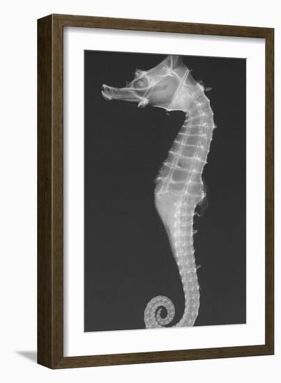 Dhiho’S Seahorse-Sandra J. Raredon-Framed Art Print