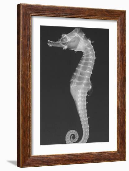 Dhiho’S Seahorse-Sandra J. Raredon-Framed Art Print