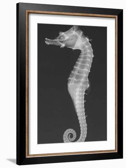 Dhiho’S Seahorse-Sandra J. Raredon-Framed Art Print