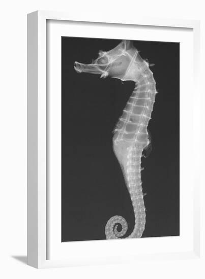 Dhiho’S Seahorse-Sandra J. Raredon-Framed Art Print