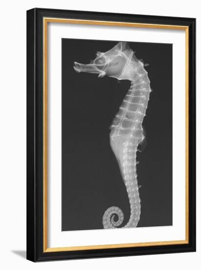 Dhiho’S Seahorse-Sandra J. Raredon-Framed Art Print
