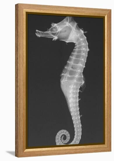 Dhiho’S Seahorse-Sandra J. Raredon-Framed Stretched Canvas