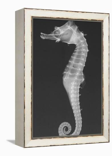 Dhiho’S Seahorse-Sandra J. Raredon-Framed Stretched Canvas