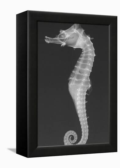 Dhiho’S Seahorse-Sandra J. Raredon-Framed Stretched Canvas