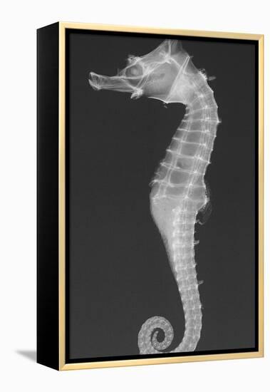 Dhiho’S Seahorse-Sandra J. Raredon-Framed Stretched Canvas