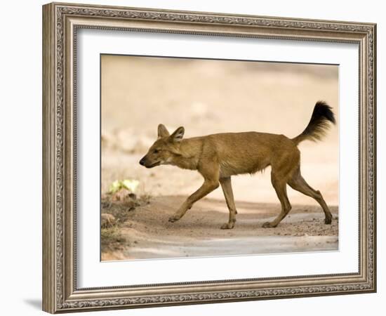 Dhole/Wild Dog, (Cuon Alpinus), Bandhavgarh N.P., Madhya Pradesh, India-Thorsten Milse-Framed Photographic Print