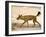 Dhole/Wild Dog, (Cuon Alpinus), Bandhavgarh N.P., Madhya Pradesh, India-Thorsten Milse-Framed Photographic Print