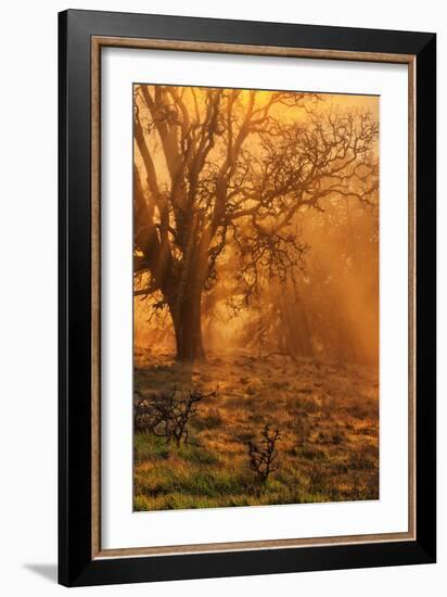 Diablo Sun Beams and Coast Oak Tree, Mount Diablo, Bay Area-Vincent James-Framed Photographic Print