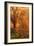 Diablo Sun Beams and Coast Oak Tree, Mount Diablo, Bay Area-Vincent James-Framed Photographic Print
