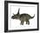 Diabloceratops Dinosaur-Stocktrek Images-Framed Art Print