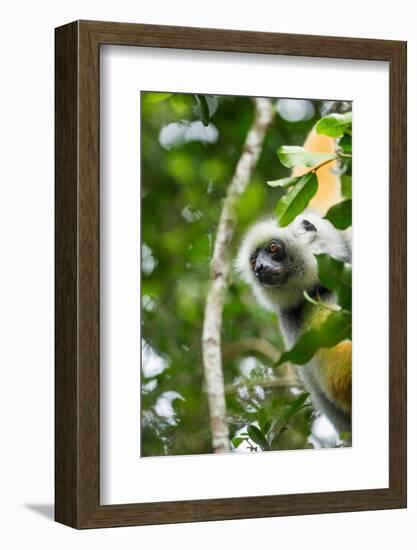 Diademed Sifaka, Andasibe-Mantadia National Park, Madagascar-Paul Souders-Framed Photographic Print