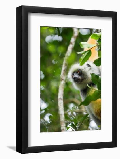 Diademed Sifaka, Andasibe-Mantadia National Park, Madagascar-Paul Souders-Framed Photographic Print