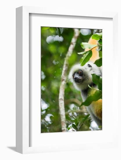 Diademed Sifaka, Andasibe-Mantadia National Park, Madagascar-Paul Souders-Framed Photographic Print