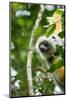 Diademed Sifaka, Andasibe-Mantadia National Park, Madagascar-Paul Souders-Mounted Photographic Print