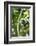 Diademed Sifaka, Andasibe-Mantadia National Park, Madagascar-Paul Souders-Framed Photographic Print