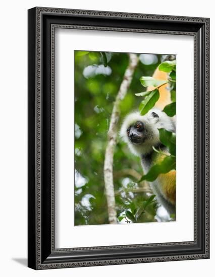 Diademed Sifaka, Andasibe-Mantadia National Park, Madagascar-Paul Souders-Framed Photographic Print