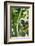 Diademed Sifaka, Andasibe-Mantadia National Park, Madagascar-Paul Souders-Framed Photographic Print