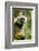 Diademed Sifaka, Andasibe-Mantadia National Park, Madagascar-Paul Souders-Framed Photographic Print