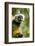 Diademed Sifaka, Andasibe-Mantadia National Park, Madagascar-Paul Souders-Framed Photographic Print