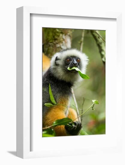 Diademed Sifaka, Andasibe-Mantadia National Park, Madagascar-Paul Souders-Framed Photographic Print