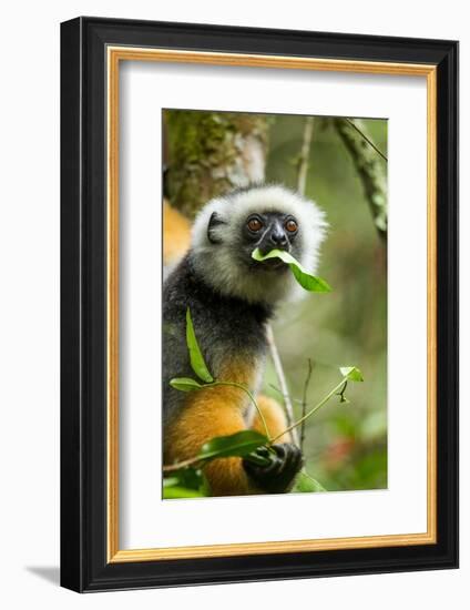 Diademed Sifaka, Andasibe-Mantadia National Park, Madagascar-Paul Souders-Framed Photographic Print