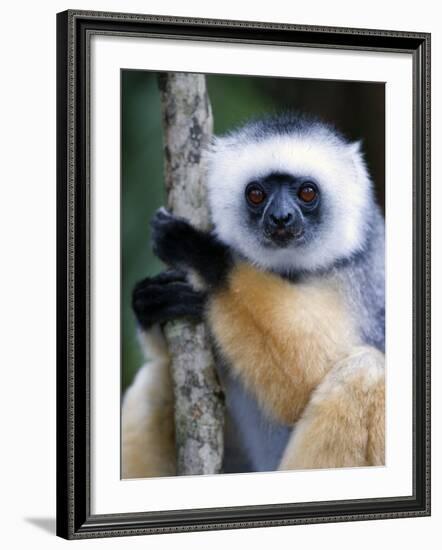 Diademed Sifaka Climbing a Branch, Lemur Island, Madagascar-null-Framed Photographic Print