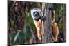 Diademed Sifaka Lemur (Propithecus Diadema) Â€“ Portrait, Madagascar Nature-mirecca-Mounted Photographic Print