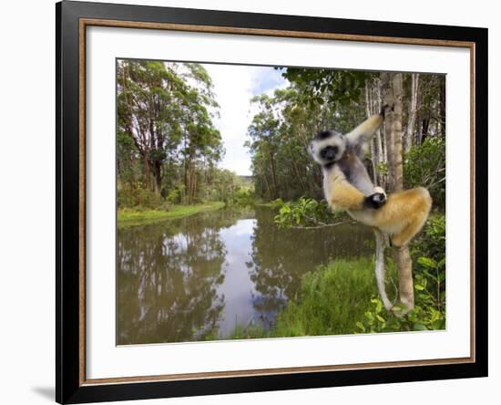 Diademed Sifaka Looking Down from Tree, Madagascar-Edwin Giesbers-Framed Photographic Print