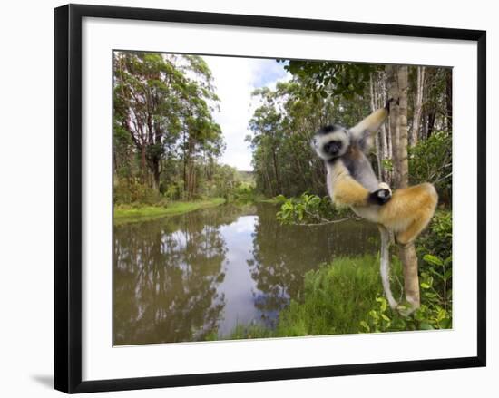 Diademed Sifaka Looking Down from Tree, Madagascar-Edwin Giesbers-Framed Photographic Print