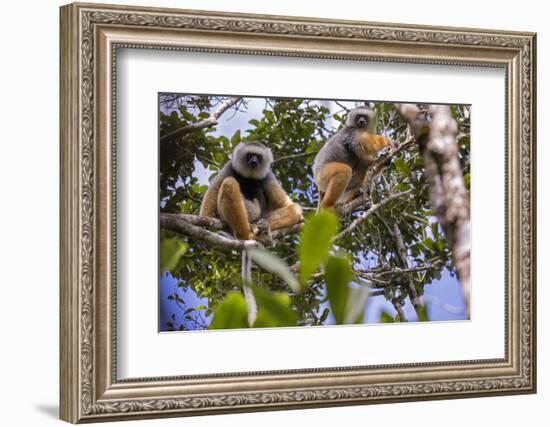 Diademed sifaka pair, Maromizaha Reserve, Andasibe Mantadia area, eastern Madagascar-David Pattyn-Framed Photographic Print