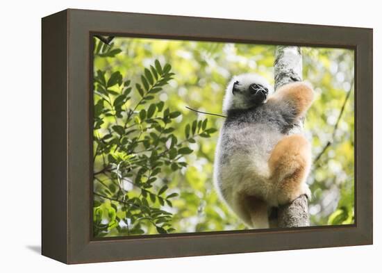 Diademed Sifaka (Propithecus Diadema), a Large Lemur in Perinet Reserve-Matthew Williams-Ellis-Framed Premier Image Canvas