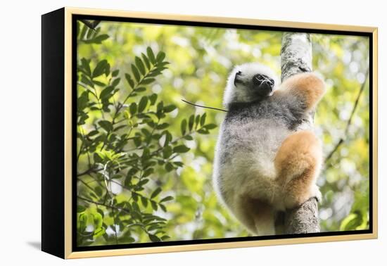 Diademed Sifaka (Propithecus Diadema), a Large Lemur in Perinet Reserve-Matthew Williams-Ellis-Framed Premier Image Canvas