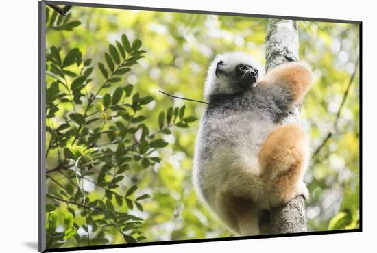 Diademed Sifaka (Propithecus Diadema), a Large Lemur in Perinet Reserve-Matthew Williams-Ellis-Mounted Photographic Print