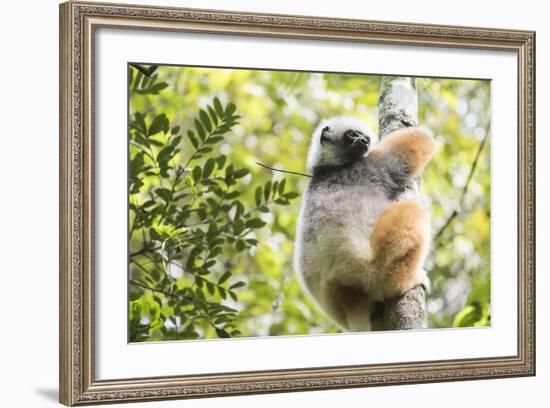 Diademed Sifaka (Propithecus Diadema), a Large Lemur in Perinet Reserve-Matthew Williams-Ellis-Framed Photographic Print