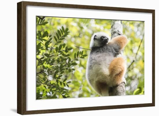 Diademed Sifaka (Propithecus Diadema), a Large Lemur in Perinet Reserve-Matthew Williams-Ellis-Framed Photographic Print