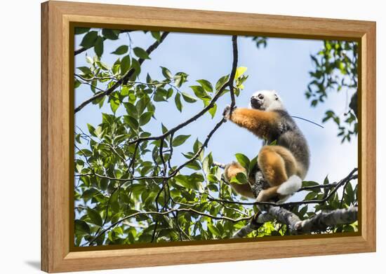 Diademed Sifaka (Propithecus Diadema), a Large Lemur in Perinet Reserve-Matthew Williams-Ellis-Framed Premier Image Canvas