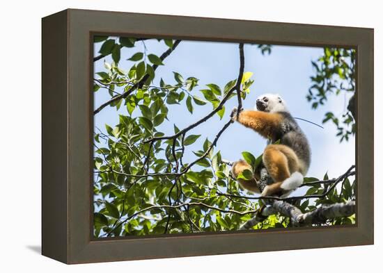 Diademed Sifaka (Propithecus Diadema), a Large Lemur in Perinet Reserve-Matthew Williams-Ellis-Framed Premier Image Canvas